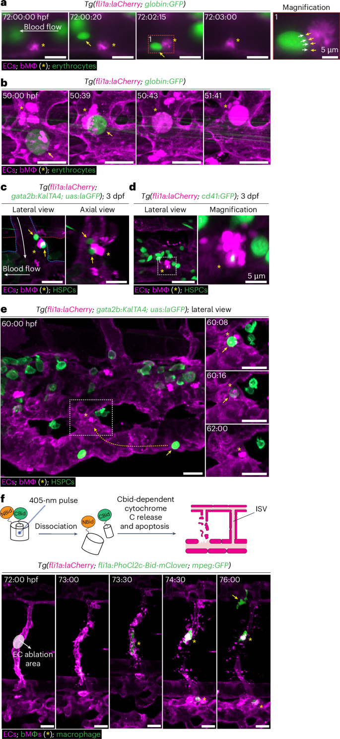 Fig. 3: bMΦs maintain blood homeostasis and respond to vascular damage.