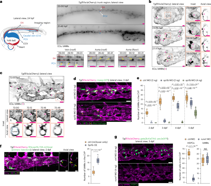 Fig. 4: bMΦs originate from ECs that undergo a runx1-independent EMacT.