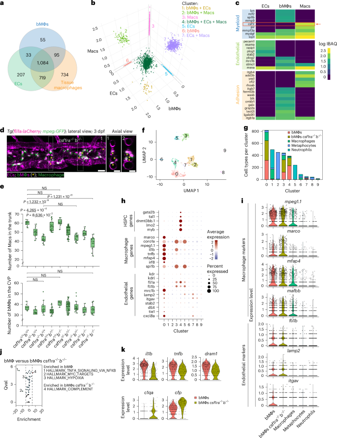 Fig. 5: Csf1r-independent production of bMΦs.