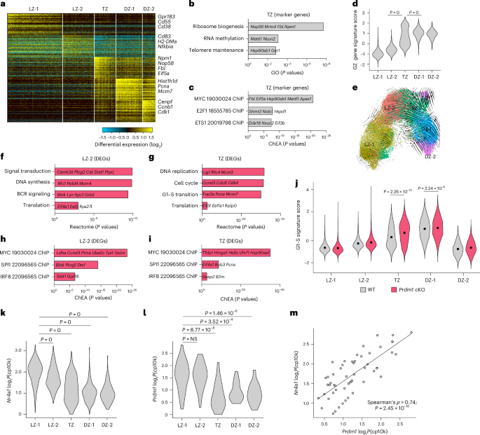 Fig. 2: BLIMP1 constrains the GC B cell response by antagonizing the LZ to DZ transition.