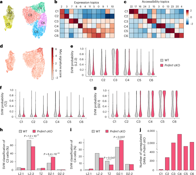 Fig. 4: Multiome joint topic modeling reveals transcription and chromatin features underlying enhanced LZ-DZ transition in absence of BLIMP1.