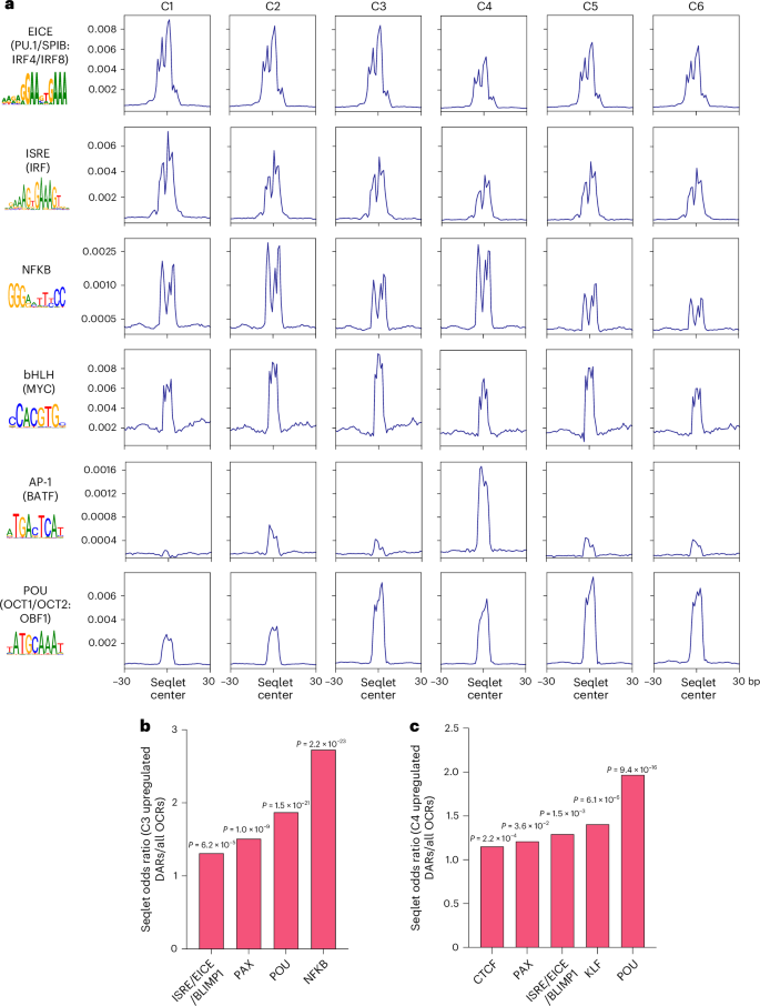 Fig. 5: Loss of BLIMP1 enhances chromatin accessibility at PAX, POU and NFKB actionable regions during LZ to DZ transition.