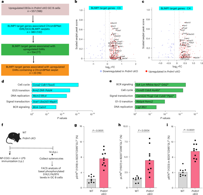 Fig. 6: ChromBPNet modeling predicts BLIMP1 mediated repression of BCR-signaling genes.