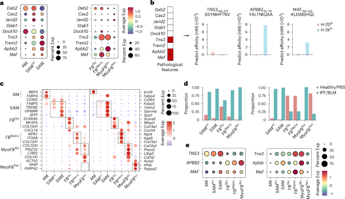 Immunopeptidome profiling in pulmonary fibrosis provides a platform for  identifying therapeutic targets | Nature Immunology