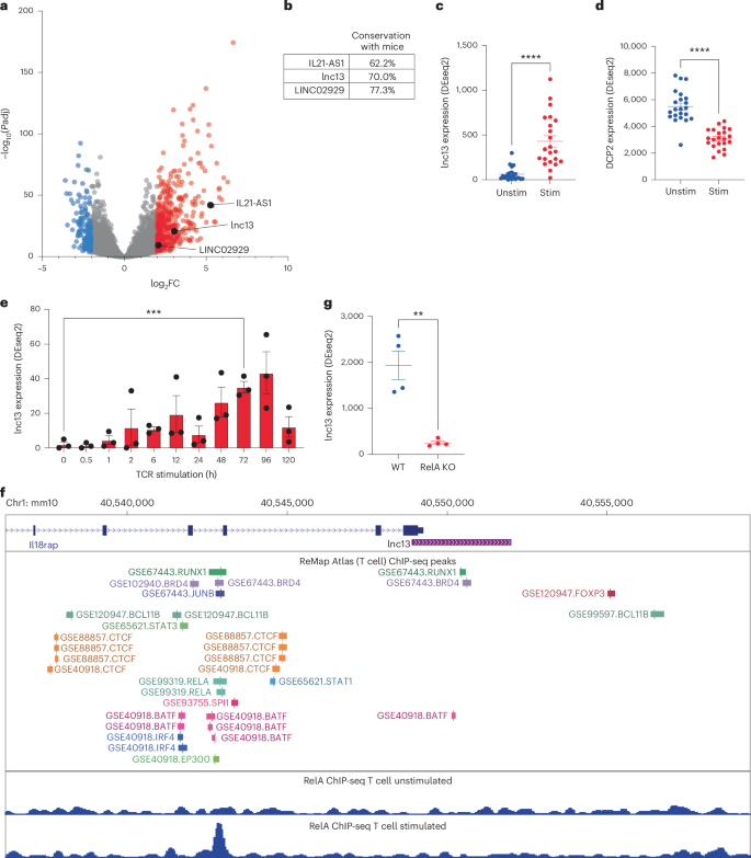 Fig. 1: lnc13 is a candidate lncRNA regulator of oral tolerance to gluten.