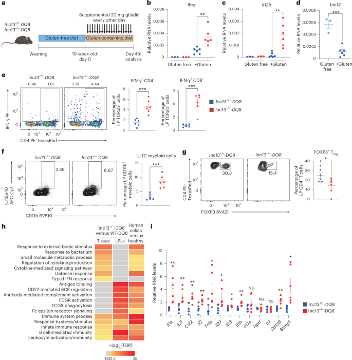 Fig. 2: lnc13 maintains oral tolerance to gluten in HLA-DQ8–restricted mice.