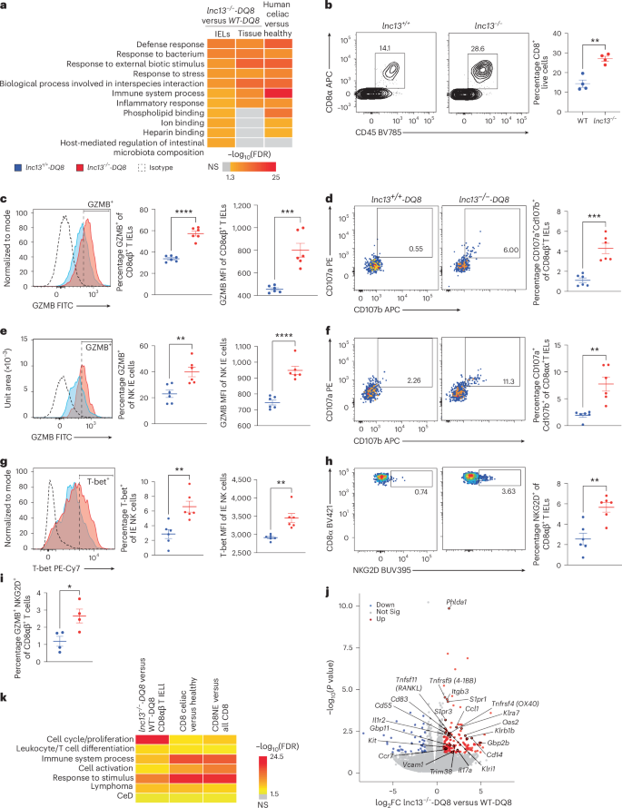Fig. 3: lnc13 restrains cytotoxic and inflammatory intraepithelial lymphocytes.