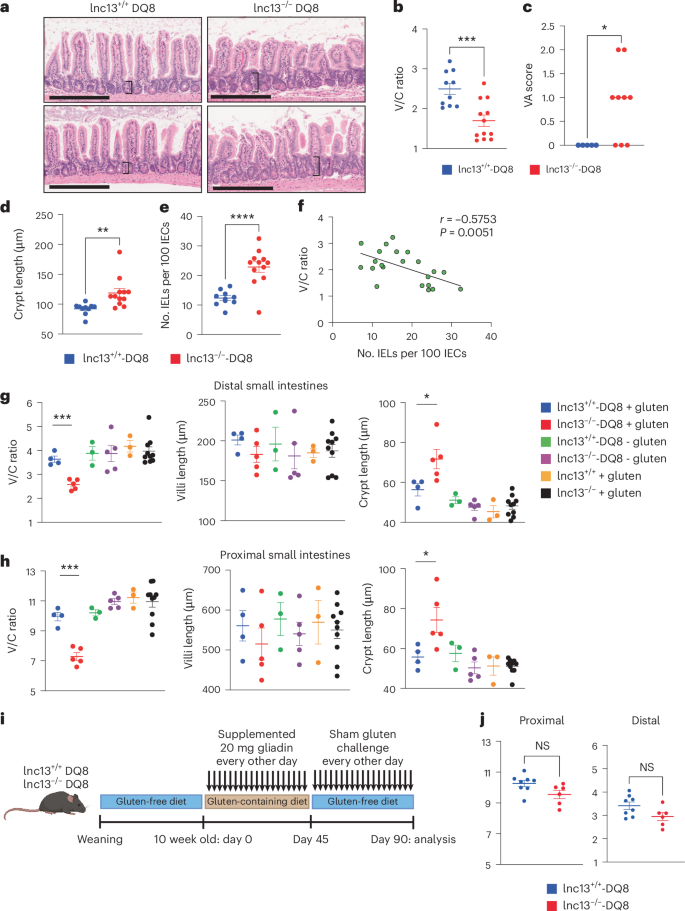 Fig. 4: Gluten, HLA-DQ8 and loss of lnc13 cooperatively induce CeD-like pathology in mice.