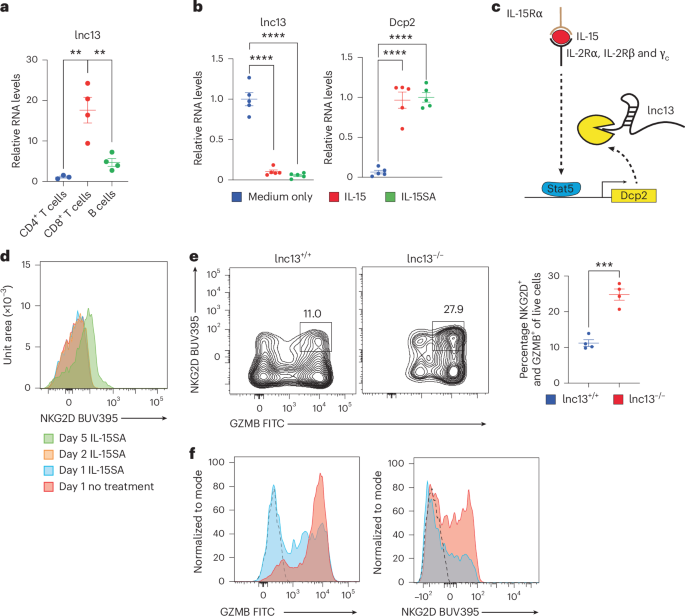 Fig. 5: lnc13 restrains IL-15-induced differentiation of CD8+ NK-like lymphokine-activated killer cells.