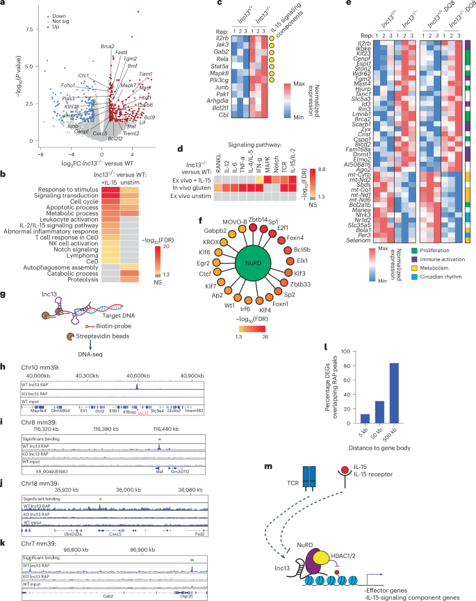 Fig. 6: lnc13 represses IL-15-responsive gene expression by associating with DNA regulatory elements.