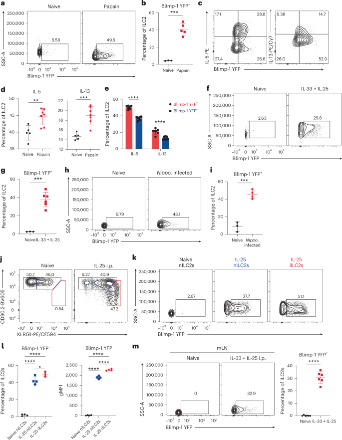 Fig. 1: Blimp-1 is expressed in lung ILC2s in response to tissue inflammation and helminth infection.