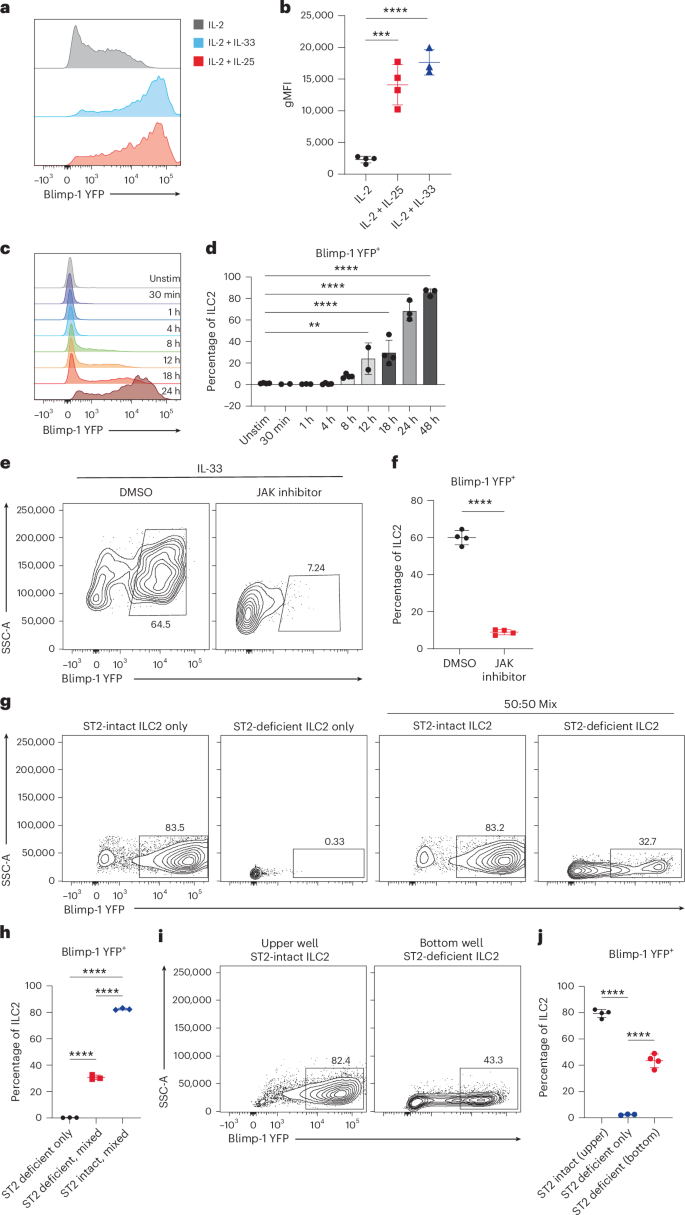 Fig. 2: IL-33 and IL-25 indirectly upregulate Blimp-1 in ILC2s.