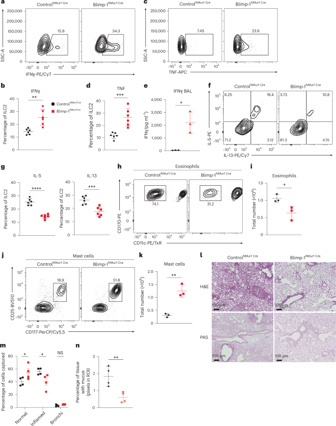 Fig. 5: Loss of Blimp-1 shifts the ILC2 cytokine balance in response to tissue alarmins.