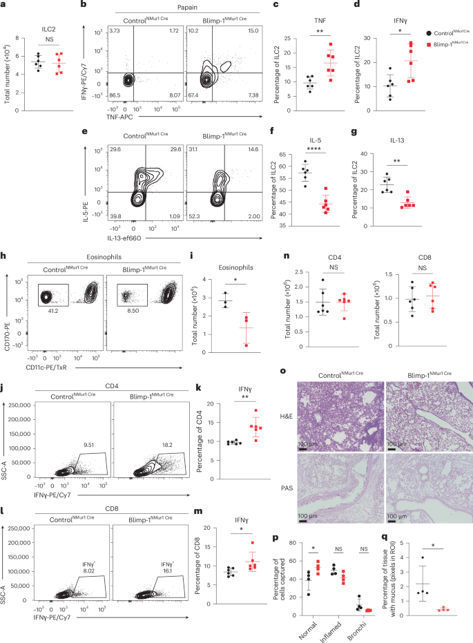 Fig. 6: Loss of Blimp-1 shifts ILC2 cytokines and limits tissue inflammation to allergens.