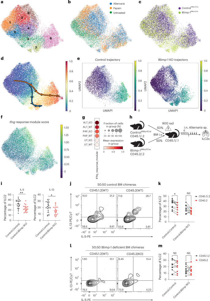 Fig. 7: Blimp-1 maintains the transcriptional state of ILC2s and extrinsically regulates type 2 cytokines.