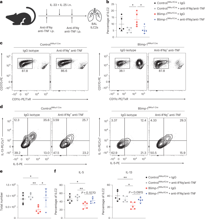 Fig. 8: Blockade of type 1 cytokines in ILC2-conditional, Blimp-1-deficient mice restores type 2 responses.