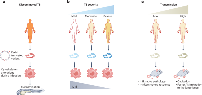 glutathione myelin Glutathione in multiple sclerosis: More than just an antioxidant?