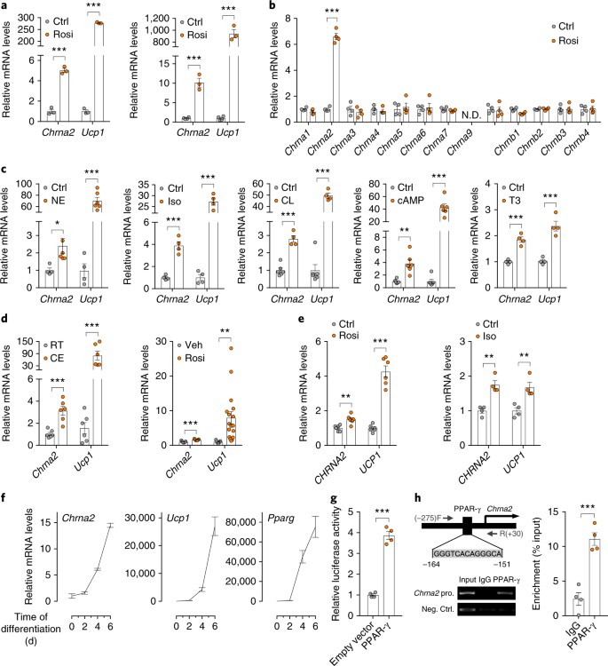 An Immune Beige Adipocyte Communication Via Nicotinic Acetylcholine Receptor Signaling Nature Medicine