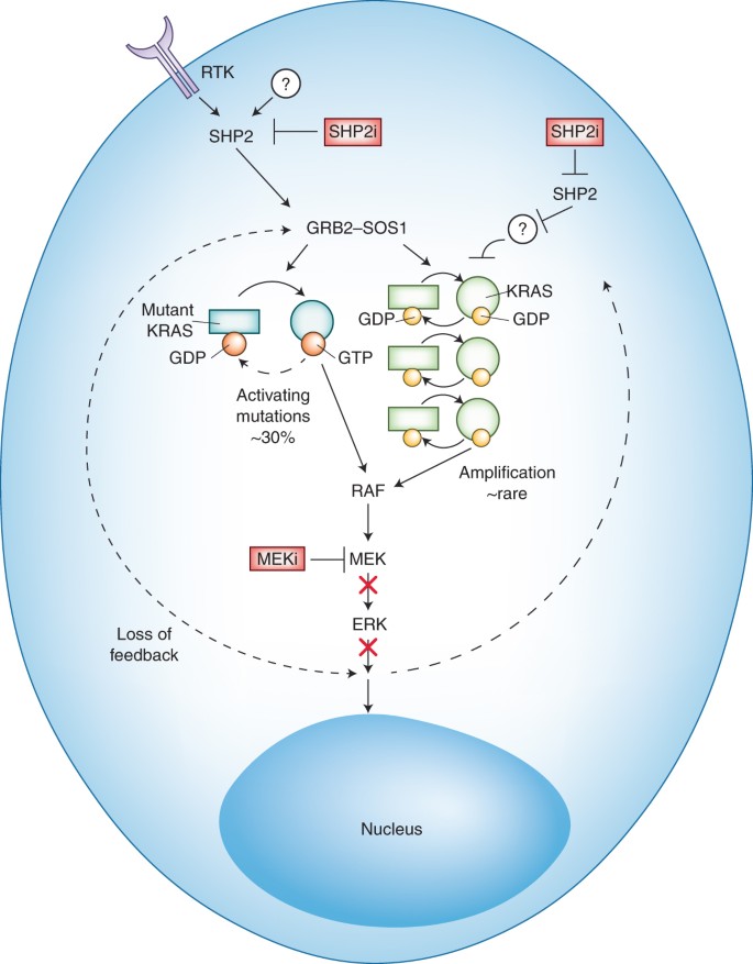 gastric cancer kras
