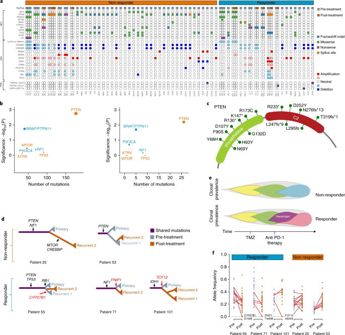 Immune And Genomic Correlates Of Response To Anti Pd 1 Immunotherapy In Glioblastoma Nature Medicine