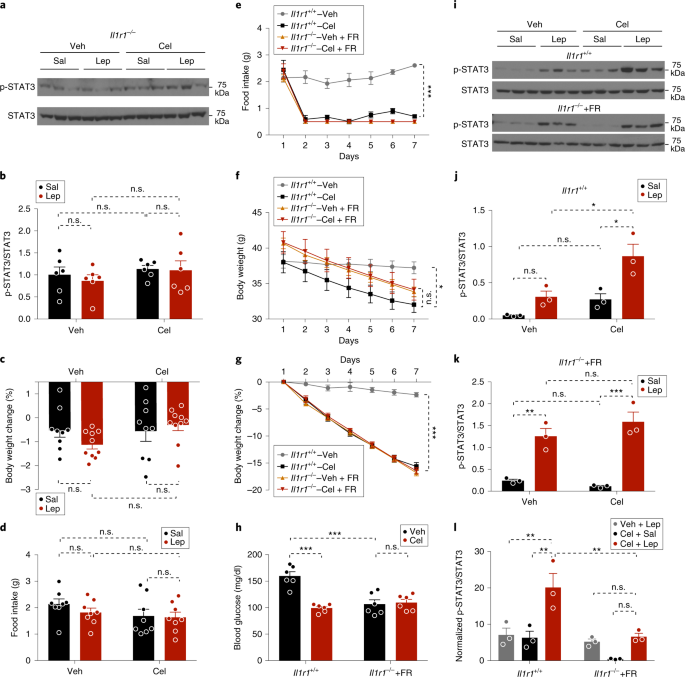 Il1r1 Is Required For Celastrol S Leptin Sensitization And Antiobesity Effects Nature Medicine