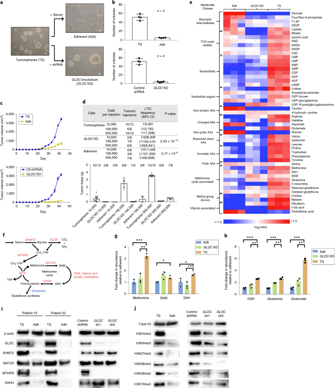 Methionine Is A Metabolic Dependency Of Tumor Initiating Cells