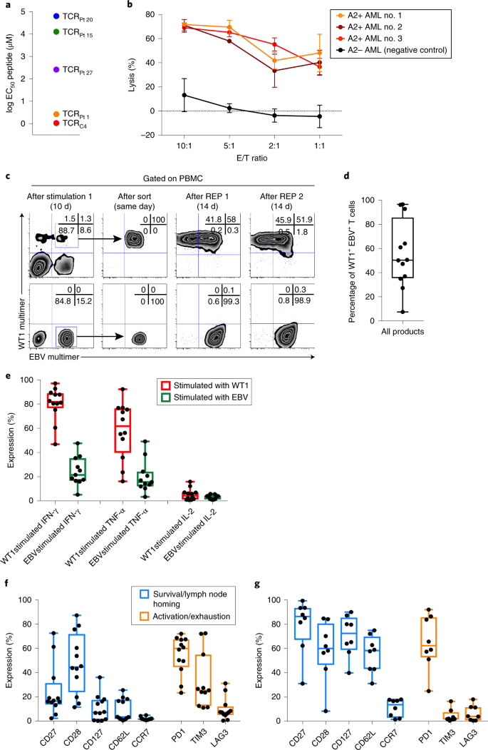 T Cell Receptor Gene Therapy Targeting Wt1 Prevents Acute Myeloid Leukemia Relapse Post Transplant Nature Medicine T Cell Receptor Gene Therapy Targeting Wt1 Prevents Acute Myeloid Leukemia Relapse Post Transplant Nature Medicine