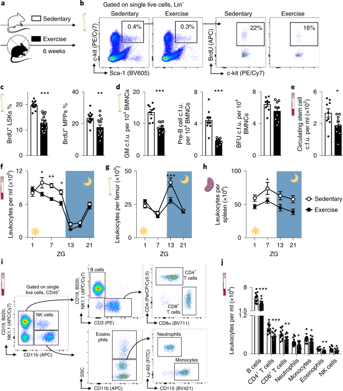 Exercise Reduces Inflammatory Cell Production And Cardiovascular Inflammation Via Instruction Of Hematopoietic Progenitor Cells Nature Medicine