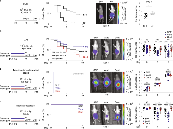 Preventing Dysbiosis Of The Neonatal Mouse Intestinal Microbiome Protects Against Late Onset Sepsis Nature Medicine