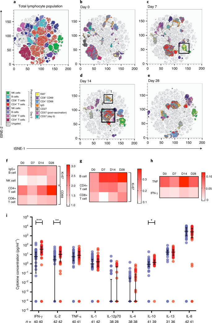 T Cell And Antibody Responses Induced By A Single Dose Of Chadox1 Ncov 19 Azd1222 Vaccine In A Phase 1 2 Clinical Trial Nature Medicine