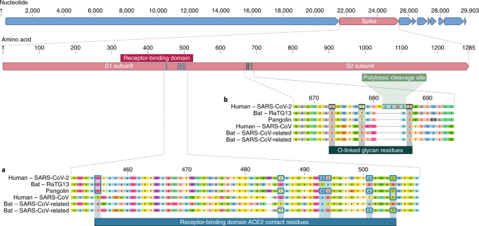Fig. 1: Features of the spike protein in human SARS-CoV-2 and related coronaviruses.