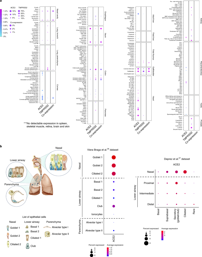 Sars Cov 2 Entry Factors Are Highly Expressed In Nasal Epithelial Cells Together With Innate Immune Genes Nature Medicine