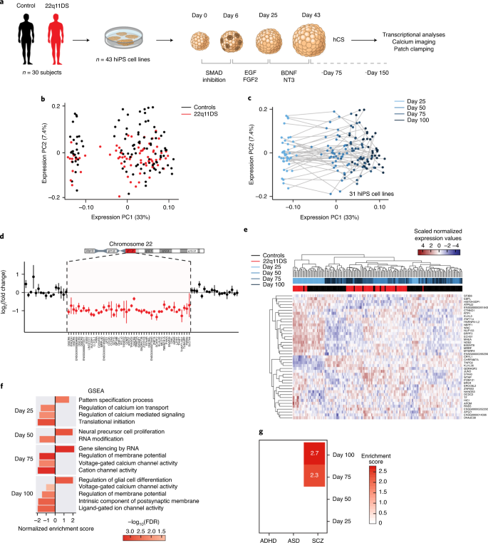 Neuronal Defects In A Human Cellular Model Of 22q11 2 Deletion Syndrome Nature Medicine