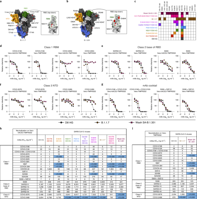 Resistance Of Sars Cov 2 Variants To Neutralization By Monoclonal And Serum Derived Polyclonal Antibodies Nature Medicine