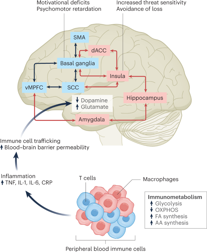 Aiding and Abetting Anhedonia: Impact of Inflammation on the Brain and  Pharmacological Implications