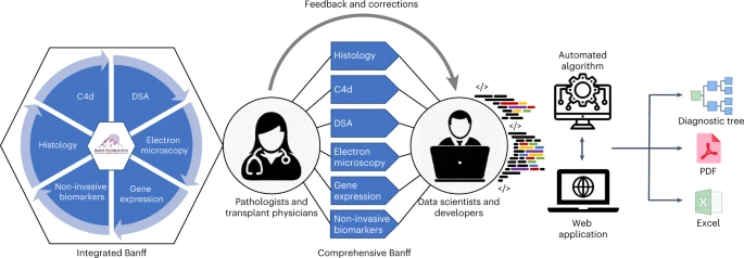 An automated histological classification system for precision diagnostics of kidney allografts