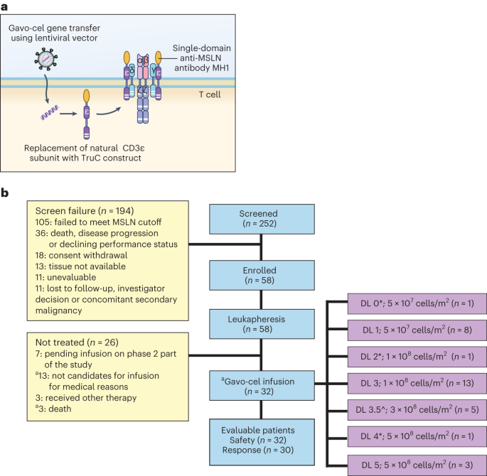 Fig. 1: Gavo-cel construct and CONSORT diagram.
