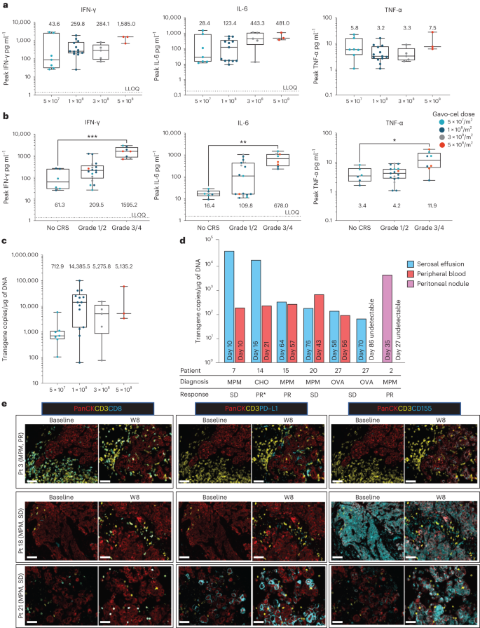 Fig. 4: Cytokine response, gavo-cel expansion and persistence.