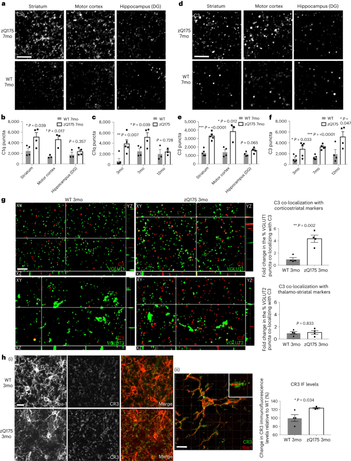 Fig. 3: Complement proteins associate with specific synapses and microglia increase their expression of complement receptors in HD mouse models.