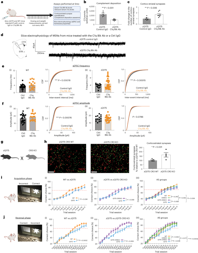 Fig. 5: Blocking complement deposition or microglial recognition of complement opsonized structures can reduce synaptic loss and prevent the development of cognitive deficits in HD mice.