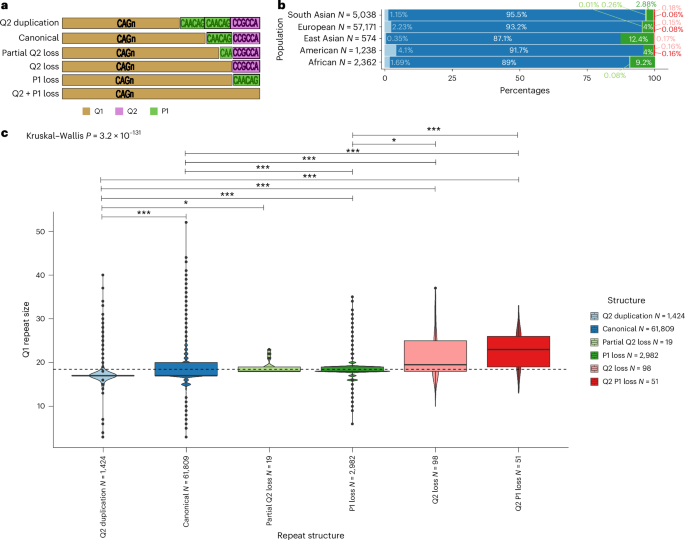 Fig. 6: HTT repeat structures show varied prevalence across genetic ancestries and are associated with CAG repeat size.