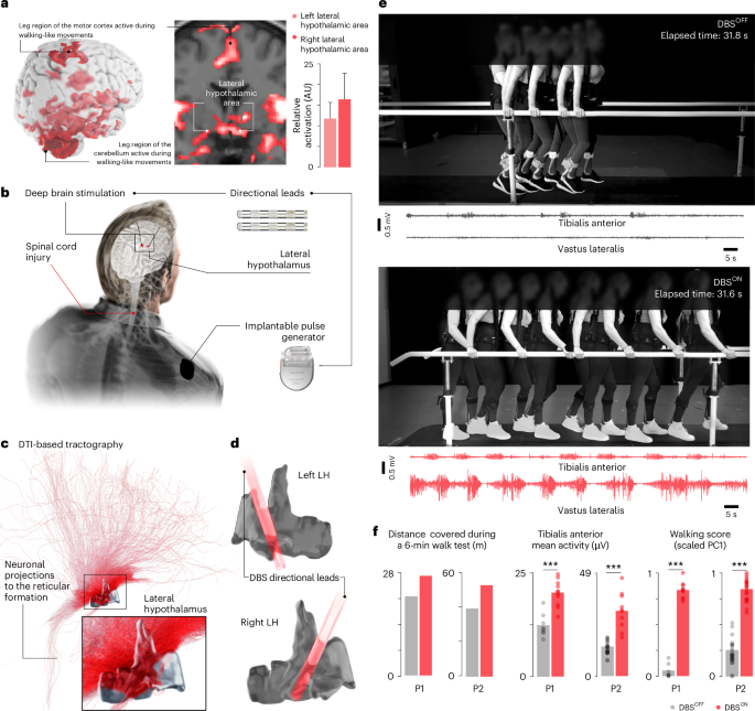 Hypothalamic deep brain stimulation augments walking after spinal