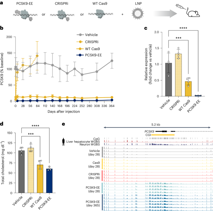 Fig. 3: In vivo durability of PCSK9 silencing and effects on DNA methylation in liver.