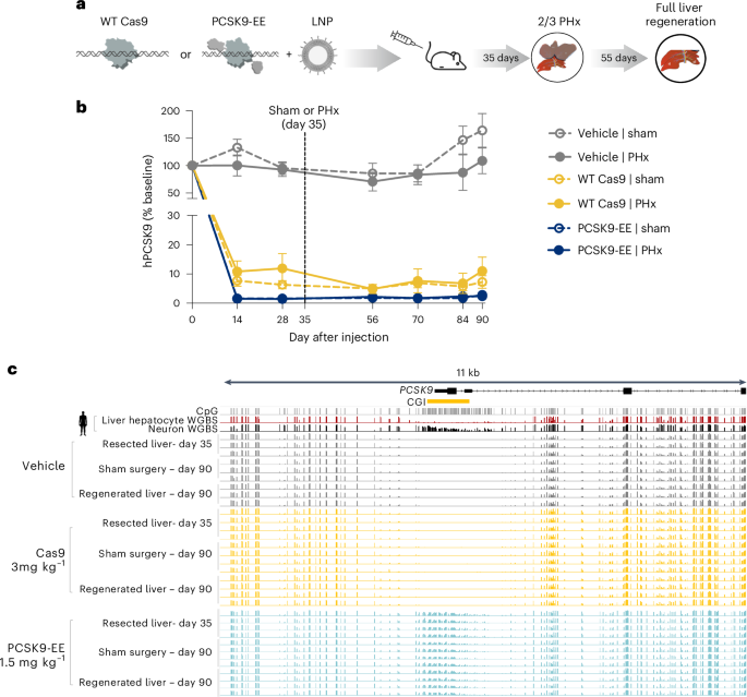 Fig. 4: In vivo durability of PCSK9 silencing after two-thirds PHx and effects on DNA methylation in liver.