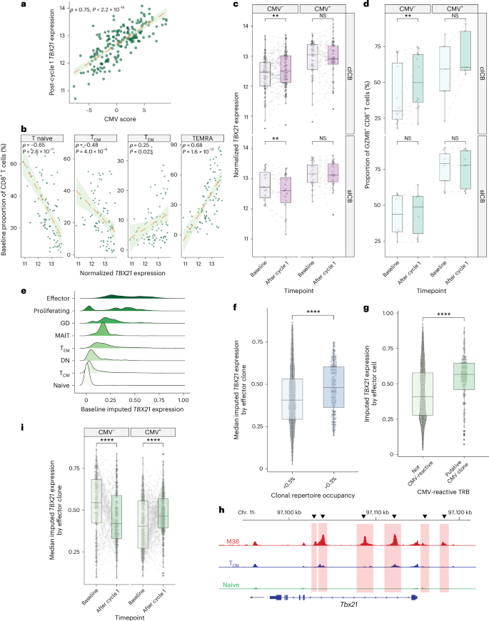 Fig. 4: CD8+ T cell signature of CMV infection is associated with TBX21 expression.