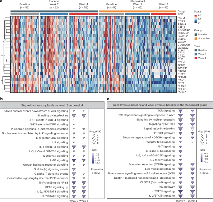 Fig. 3: RNA-seq analysis of nasal brushing in study participants receiving stapokibart (n = 53) versus placebo (n = 47) at baseline and weeks 2 and 4.