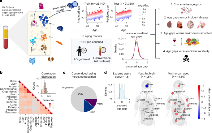 Fig. 1: Plasma protein-derived organ age estimates in the UKB.