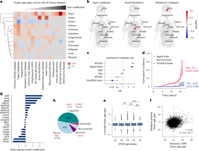 Fig. 2: Organ age estimates predict future age-related disease.