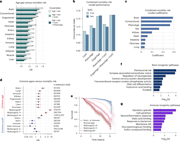 Fig. 4: Accrual of aged organs progressively increases mortality risk, whereas brain and immune system youth is associated with longevity.