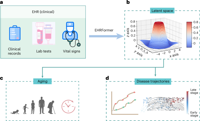 생애 전체를 모형화하는 EHRFormer